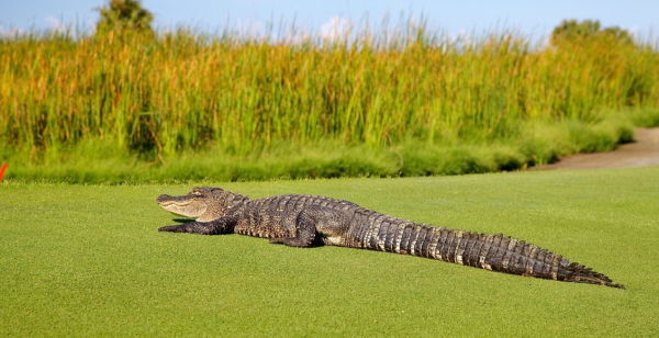 Auch ein Aligator liebt einen Golfplatz